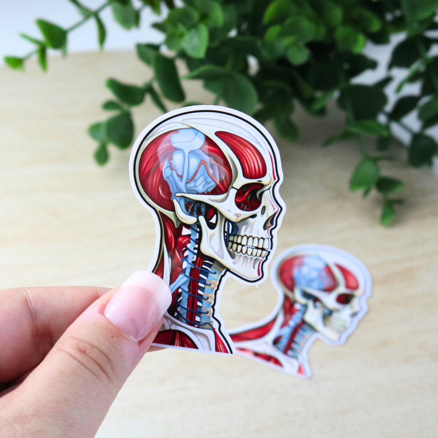 Anatomy Sticker