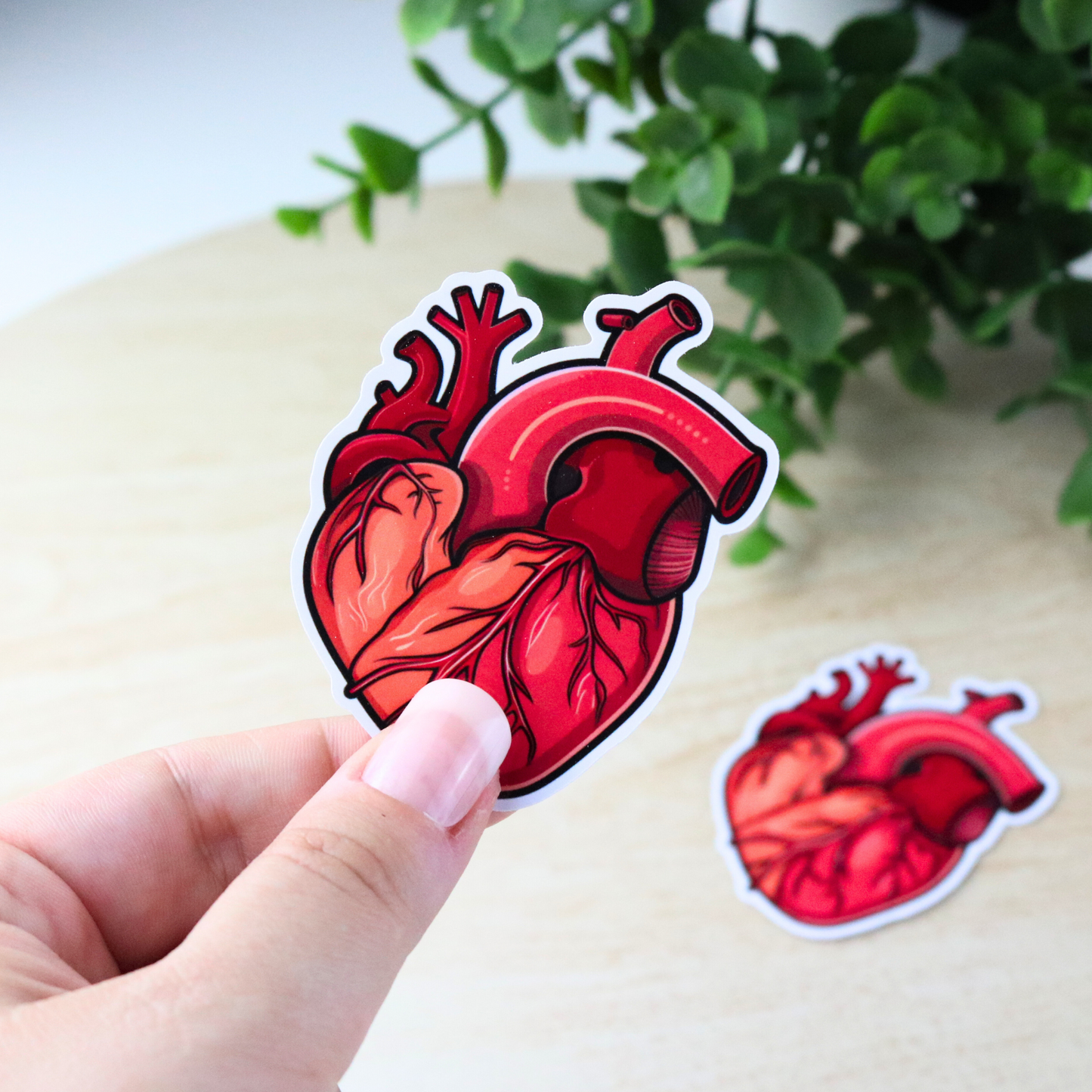 Anatomy, heart Sticker