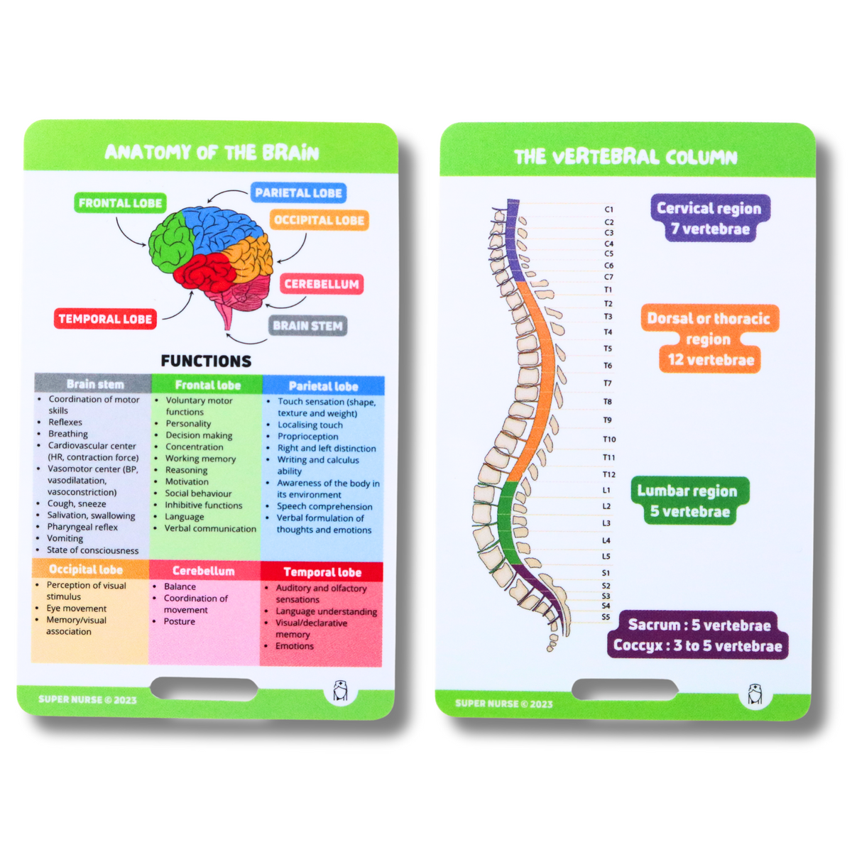 EN Reference card - Anatomy of the brain and the vertebral column ...